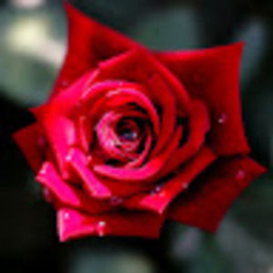 Meet your Posher, Rosalyn